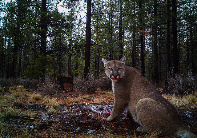 A puma finishes off a five day feast on a mule deer in Central Oregon. Photo by Jon Nelson