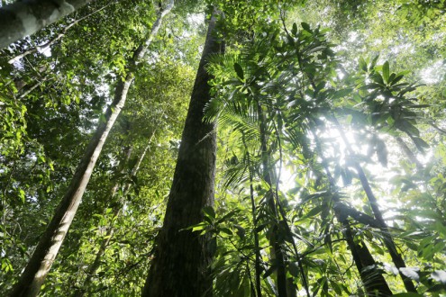 Rainforest in Sumatra's Bukit Tigapuluh National Park