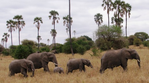 Elephants move great distances to find food. Photo: George Powell