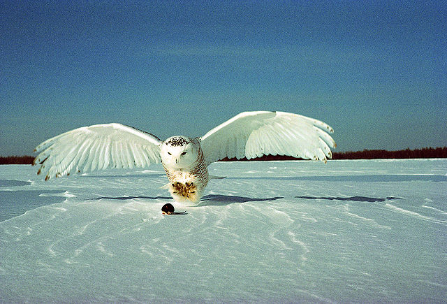 Snowy owl hunting_Boreal-Wikimedia