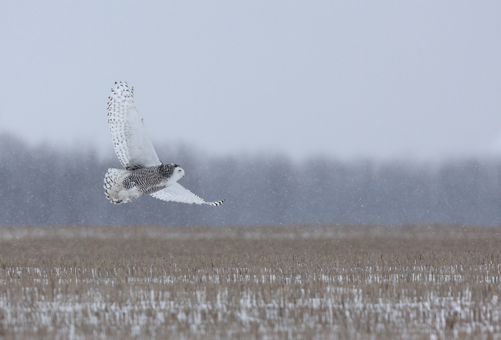 Snowy owl takes flight_JimCumming-RedBubble