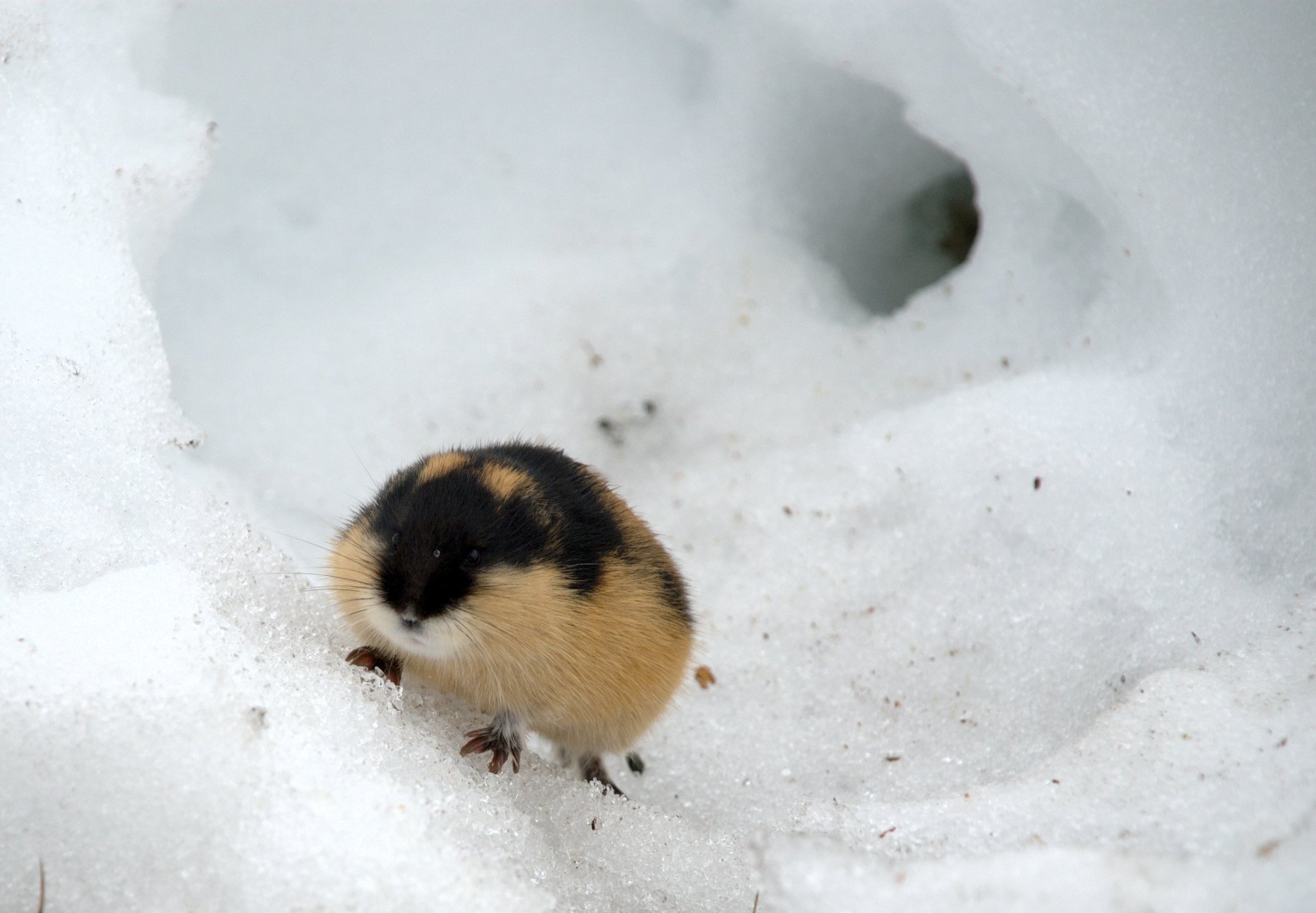 lemming_kgleditsch_Flickr-creativecommons