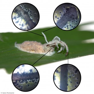 3 Cordyceps Infected Spider Foldscope