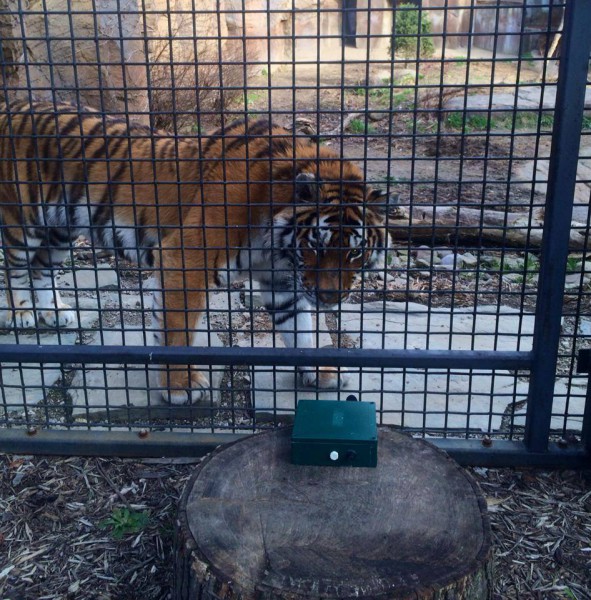 Amur tiger being recorded at Erie Zoo