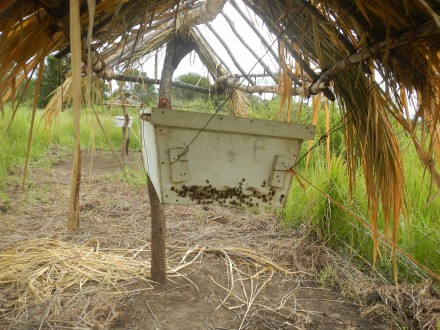 Bees congregate at the entrance to a hive. The hive is part of a beehive fence between Mikumi National Park and private farms in Tanzania. Photo courtesy of Alex Chang'a.