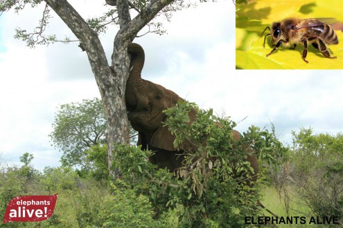 This elephant might not be so forward with the tree if there were a beehive defending it. Image courtesy of Robin Cook.