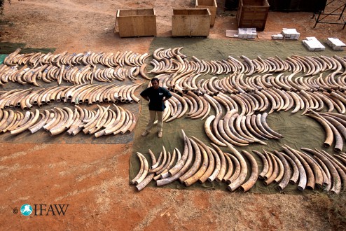 An IFAW staffer stands in the middle of ivory laid out for inspection. The ivory was confiscated in Singapore and returned to Tsavo East National Park, Kenya.