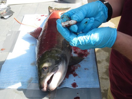 Sensor tags have revealed how sockeye salmon navigate dams and other barriers to their spawning grounds. Photo courtesy of Michael James Lawrence.