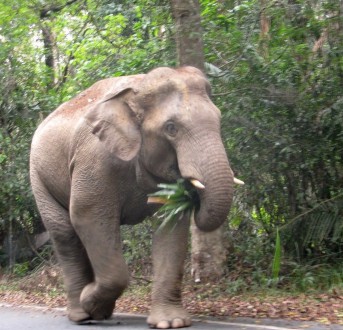 Khao Yai elephant on road walking 1_small