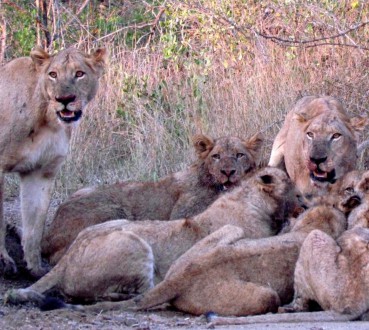 SA Kruger lions dining_caught their eye_crop