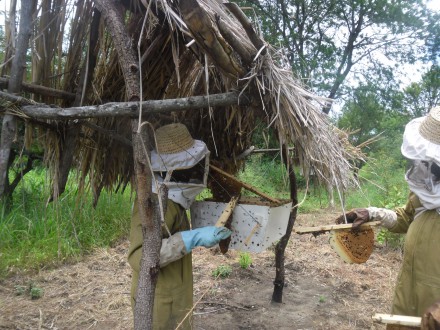 Vitus Pango and Albogast Mkude harvest honey from a beehive fence in Tanzania. Photo courtesy of Alex Chang'a.
