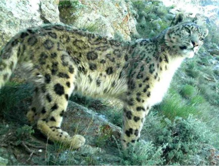 Snow leopard_in_Afghanistan