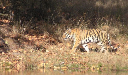 tiger walking along stream, India