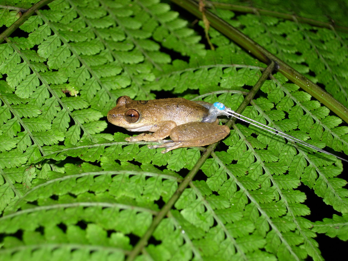 A common mist frog with a harmonic direction finder tag tied around its waist. The technology is cheap and lightweight, allowing scientists to learn about small amphibians. Photo by Betsy Roznik. 