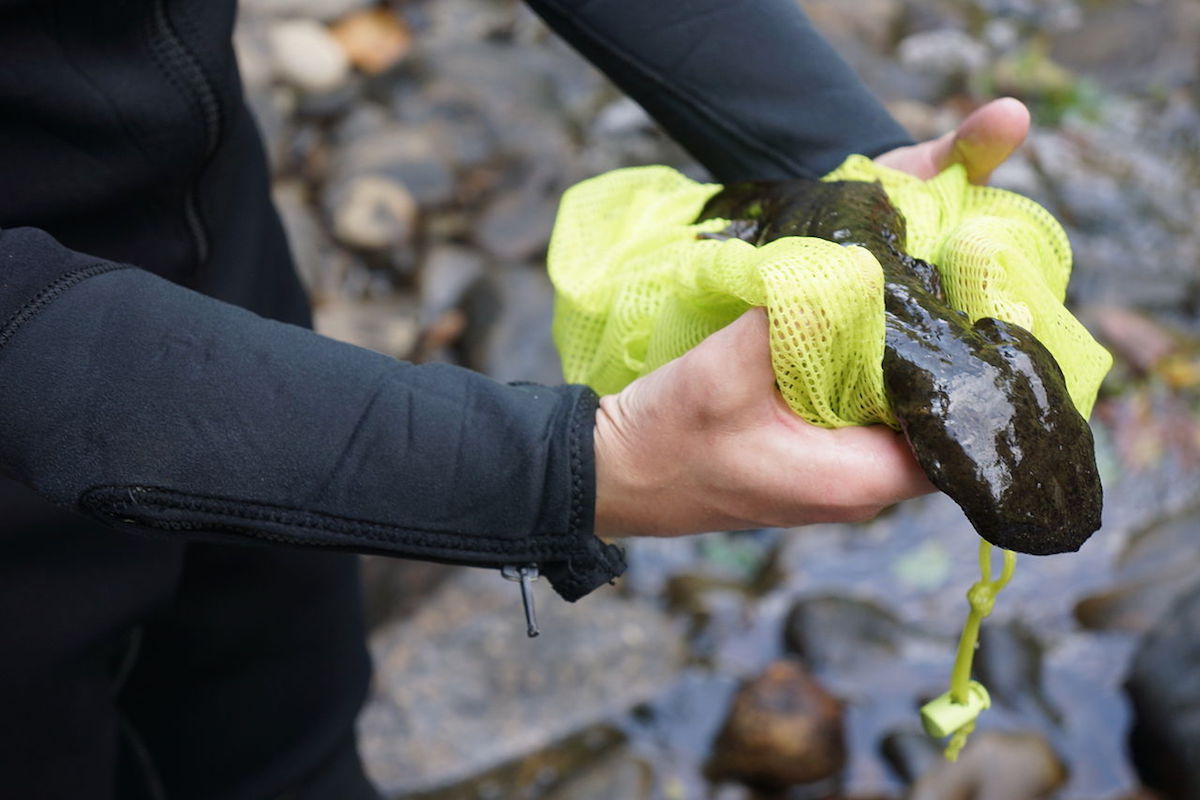 A biologist handles an Eastern hellbender during a 2013 survey. Photo by Gary Peeples/USFWS.