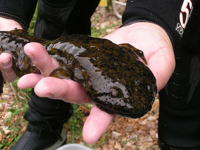 An Ozark hellbender, a subspecies listed under the Endangered Species Act. Fewer than 600 Ozark hellbenders survive in the wild, in just three rivers in southern Missouri and northern Arkansas. Photo by Jill Utrup/USFWS.