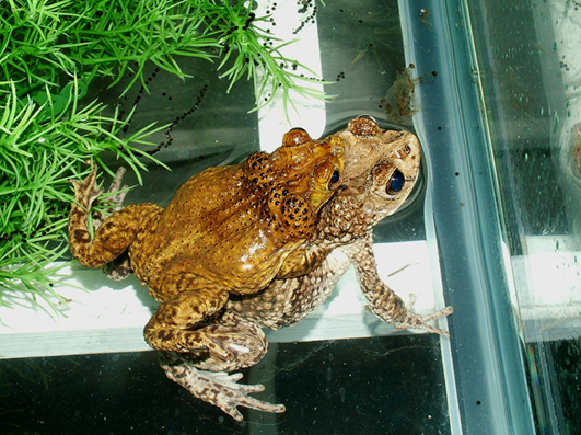A male Puerto Rican crested toad mates with a female toad at the Fort Worth Zoo. Their embrace, known as "amplexus," enables the male to fertilize the female's eggs externally. Photo courtesy of the Fort Worth Zoo.