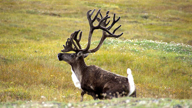 Understanding what makes a caribou tick, like this handsome devil in the Gates of the Arctic National Park and Preserve, can make GPS and remote sensing data mesh more closely with the real world. Photos by Zak Richter/NPS and used under a creative commons license. 