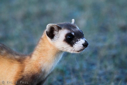This ferret on the Fort Belknap Reservation is one of only 300 wild black-footed ferrets in the world. © Kylie Paul/Defenders of Wildlife