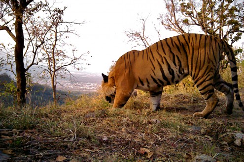 A tiger caught in an infra-red camera trap near the edge of a forest and human settlements. Photo credit: Dr. Bivash Pandav