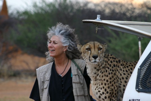Dr. Laurie Marker with Cheetah Conservation Fund's  famous late ambassador cheetah Chewbaaka