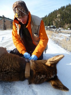 Mark Hebblewhite attaches a GPS collar to an adult female elk captured via a helicopter net gun in Montana's Bitterroot Valley. Photo courtesy of Mark Hebblewhite. 