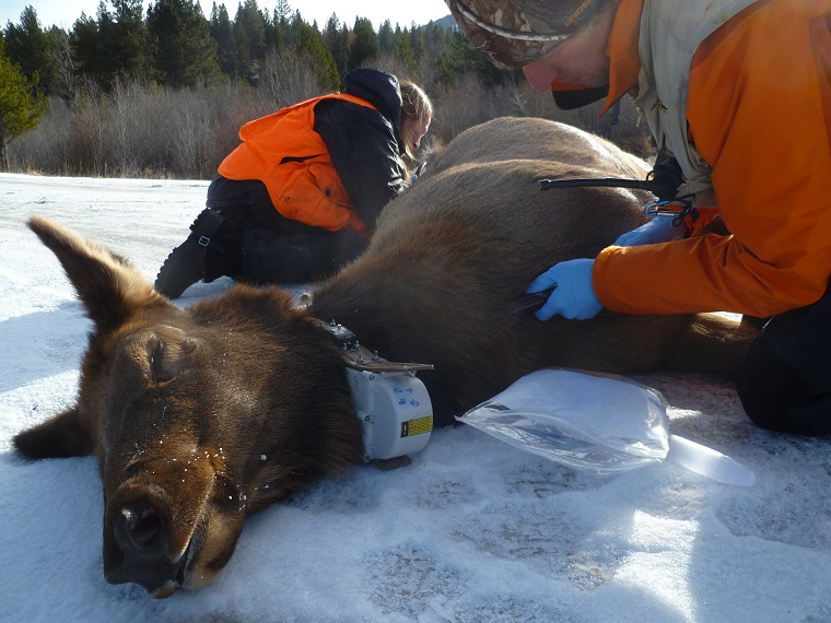 Mark Hebblewhite and Kelly Proffitt use an ultrasound to measure an adult female elk's body condition in Montana's Bitterroot Valley. The elk was captured via a helicopter net gun and sports a GPS collar around her neck. Photo courtesy of Mark Hebblewhite. 
