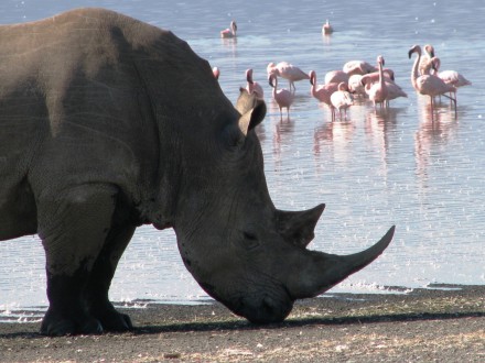 SP_Kenya 5-09 Rhino w-flamingos