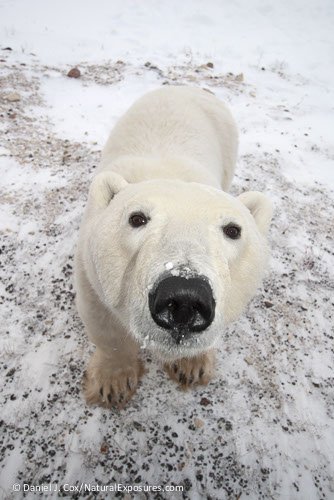 a-curious-polar-bear-ursus-maritimus-male-check_polar bears intl