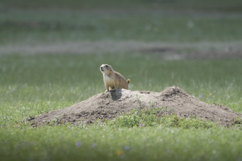 A vigilant black-tailed prairie dog keeps a lookout for ferrets and other predators on the Fort Belknap Indian Reservation. © Conservation Media/WWF-US