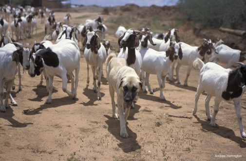 Livestock Guarding Dog with herd. If an intruder approaches, the dogs bark first and will only attack as a last resort. Most predators will avoid this large, and aggressively loud breed of dog. For the shy cheetah, the risk of injury far outweighs the chance of a meal. Photo courtesy of Andrew Harrington