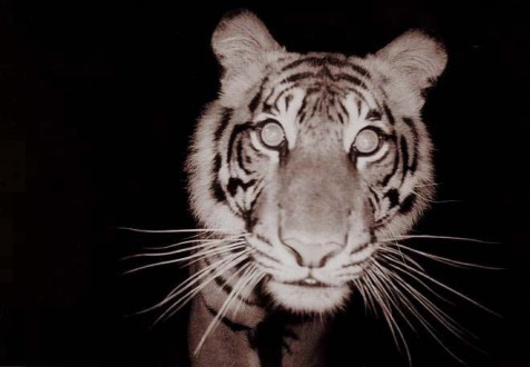 “Wild Sumatran tiger” by Arddu. Licensed under CC BY 2.0 via Commons