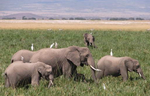 Amboseli ellies_SP_web