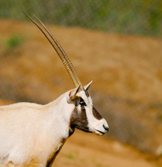 Arabian oryx showing off it's unicorn resemblance and beautiful