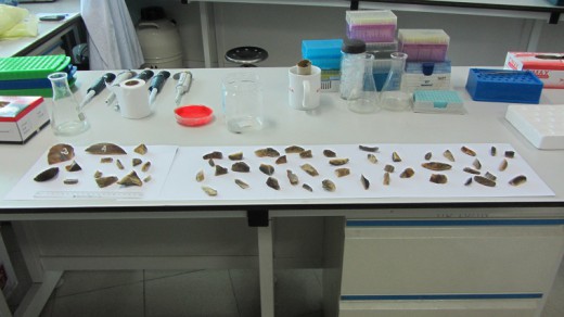 For the training, scientists were given access to samples of seized rhino horns. Photo courtesy of Ross McEwing.