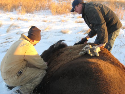 KyranKunkel tagging bison_Amer Prairie Reserve