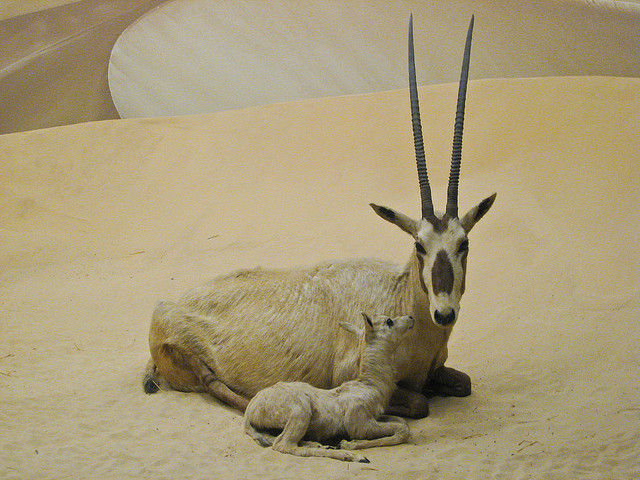 Oryx and Calf