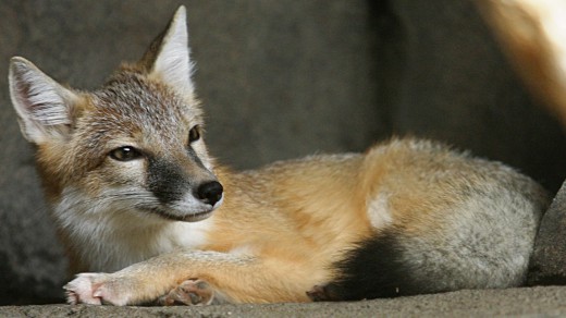 A swift fox resting.