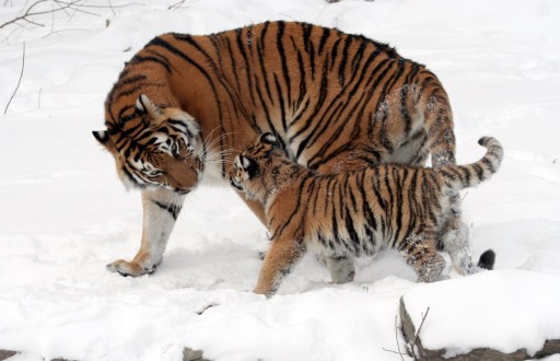 Tiger & cub in snow