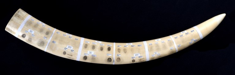 Example of fingerprints enhanced on a full tusk. Photo courtesy of the Metropolitan Police Service of London.
