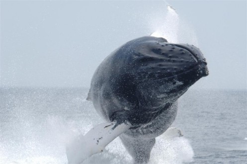 Humpback whale defying gravity_Brandon Southall NMFS-OPR