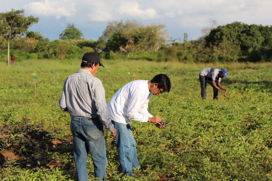 From left, team leader Adolfo Posadas, Luis Silva of CIP-Lima and Elijah Cheruiyot of CIP-Nairobi gather data in a sweet potato field. 