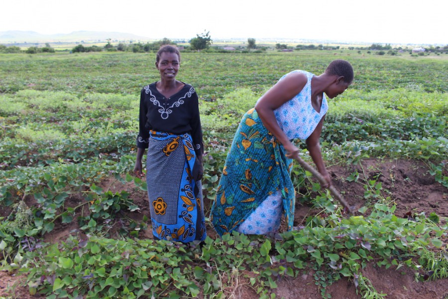 Farmers such as these two women face challenges including drought, viral diseases and market obstacles. Photo by Caleb O'Brien