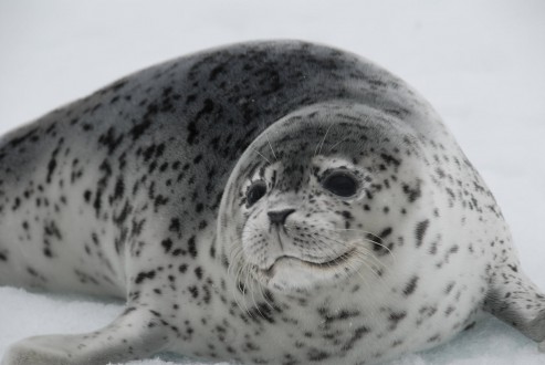 Ice seal_NOAA_from Carly_web