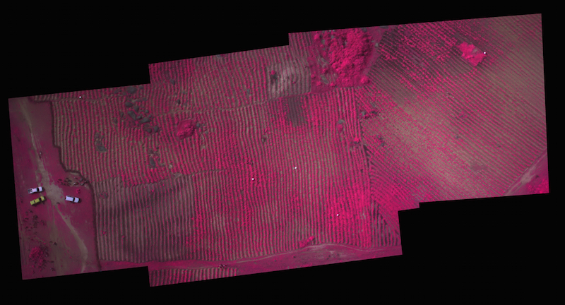 This multispectral mosaic image of a field was taken at 116 meters with 4.2 centimeter resolution. Image via Susan Palacios. 
