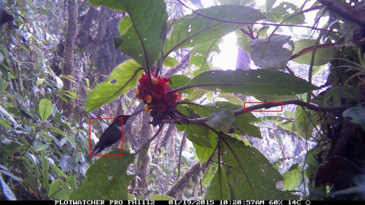 This image of a hummingbird in Ecuador was captured using a camera trap. Image courtesy of Ben 