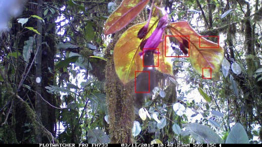 This image of a hummingbird in Ecuador was captured using a camera trap. Image courtesy of  Ben Weinstein. 