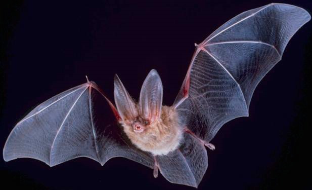 Big-eared Townsend's bat