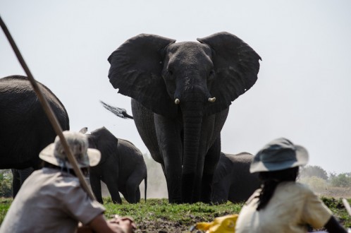 Elephant Greeting Explorers