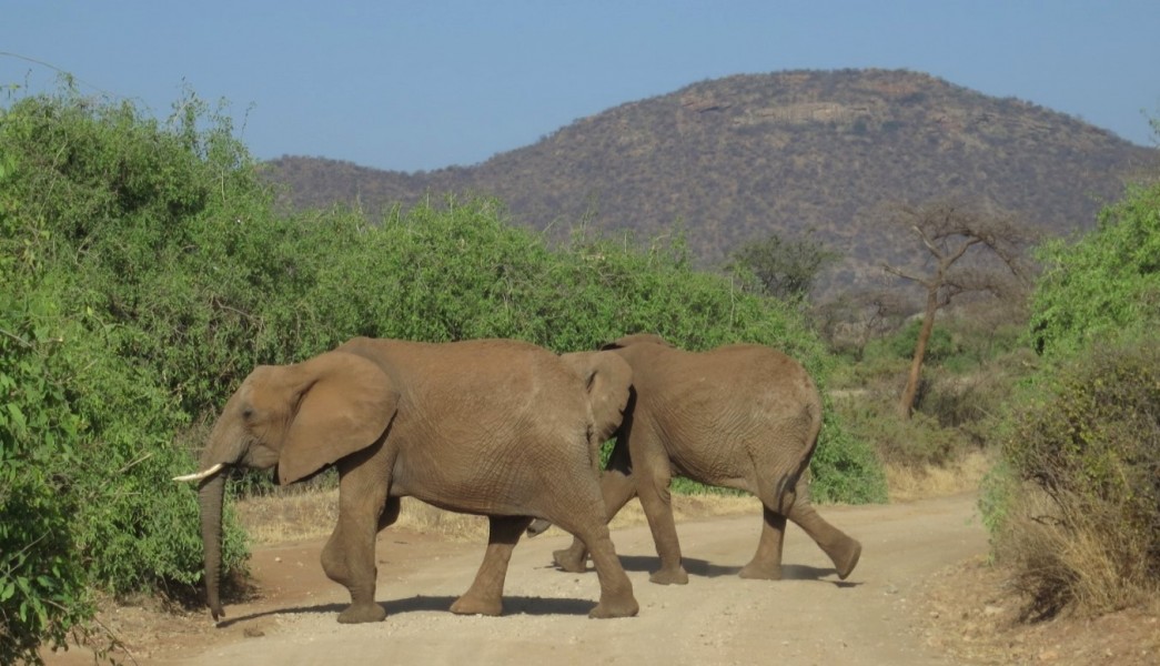 Elephants cross a road in Samburu National Reserve